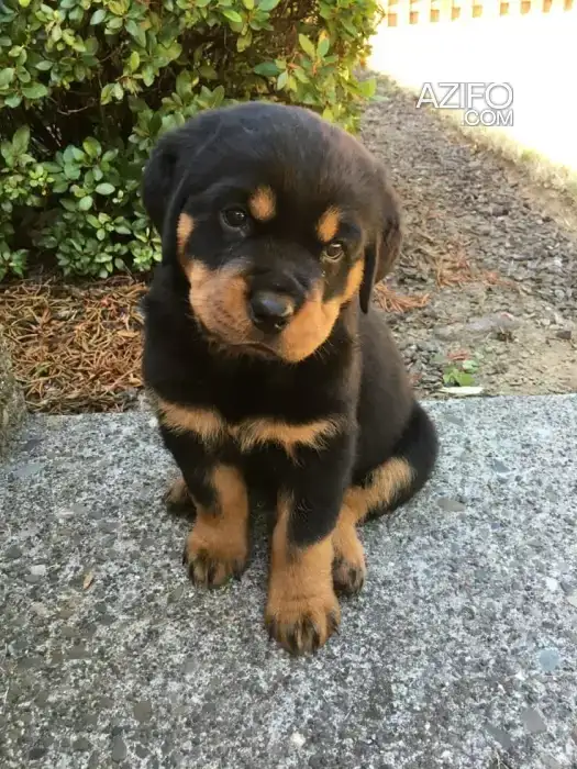Portée de Chiots Rottweiler in Casablanca, MOROCCO | Azifo