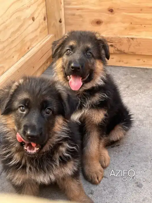 Portée de Chiots Berger Allemand in Casablanca, MOROCCO | Azifo