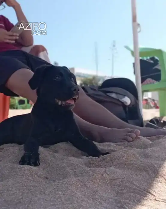 Chiot Femelle Labrador Retriever de 5 mois in Rabat, MOROCCO | Azifo