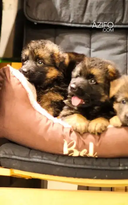 Portée de Chiots Berger Allemand in Casablanca, MOROCCO | Azifo