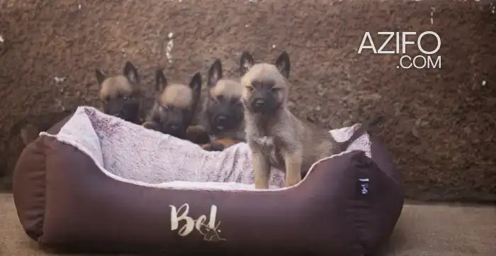 Portée de Chiots Berger Malinois de 2 mois in Casablanca, MOROCCO | Azifo