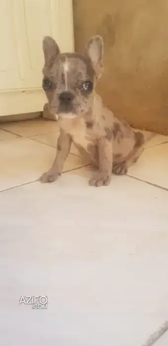 Portée de Chiots Bulldog Français Blanc de 64 jours in Casablanca, MOROCCO | Azifo