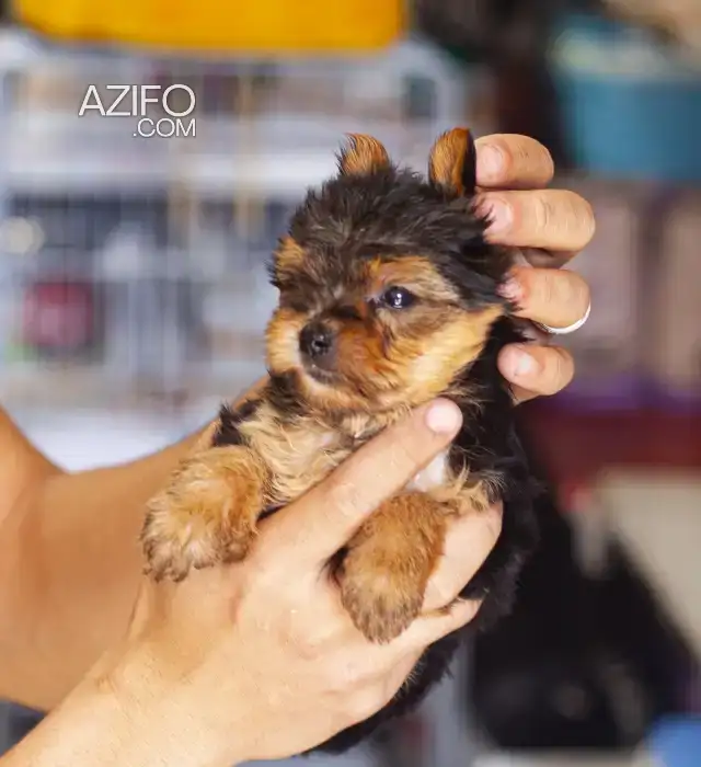 Portée de Chiots Yorkshire Terrier Toy / Miniature in Casablanca, MOROCCO | Azifo