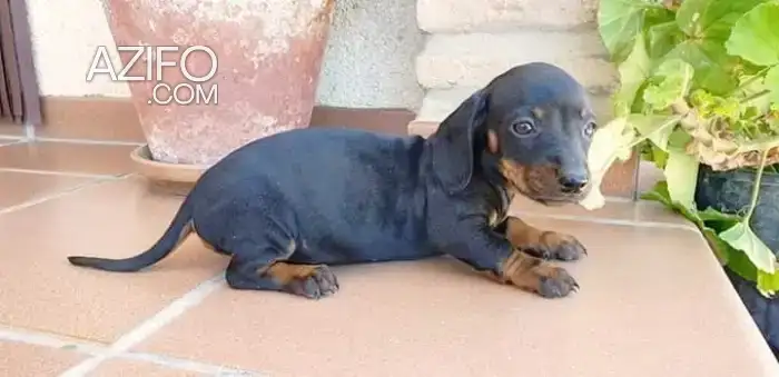 Portée de Chiots Teckel in Casablanca, MOROCCO | Azifo