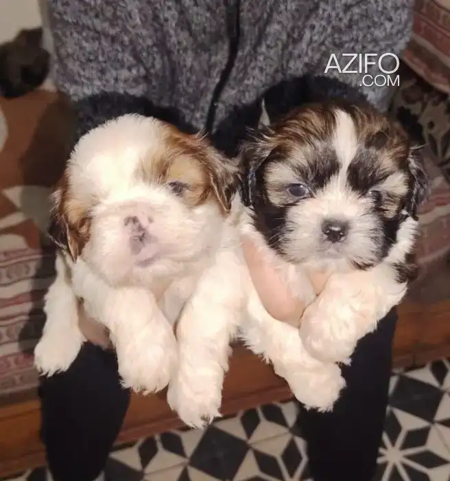 Portée de Chiots Disponibles Magnifiques Shi-Tzu in Casablanca, MOROCCO | Azifo