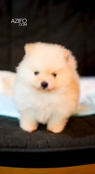 Portée de Chiots Spitz Poméranien (Loulou de Poméranie) in Casablanca, MOROCCO | Azifo