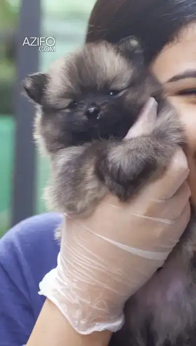Portée de Chiots Spitz Poméranien (Loulou de Poméranie) in Casablanca, MOROCCO | Azifo