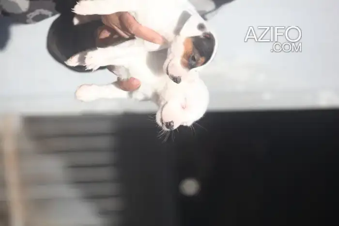 Portée de Chiots Jack Russell Terrier in Casablanca, MOROCCO | Azifo