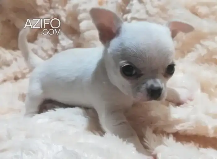 Portée de Chiots Chihuahua Toy / Miniature in الدار البيضاء, MOROCCO | Azifo