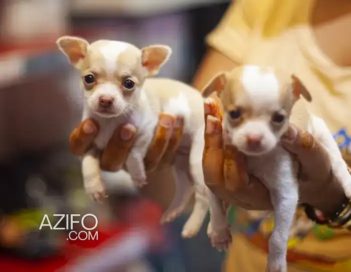 Portée de Chiots Chihuahua Toy / Miniature in الدار البيضاء, MOROCCO | Azifo