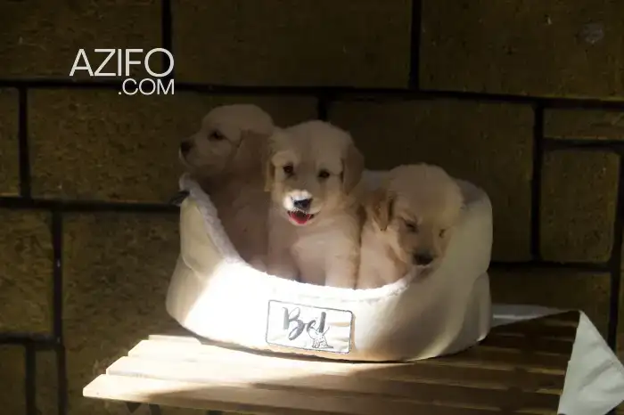 Portée de Chiots Golden Retriever in الدار البيضاء, MOROCCO | Azifo