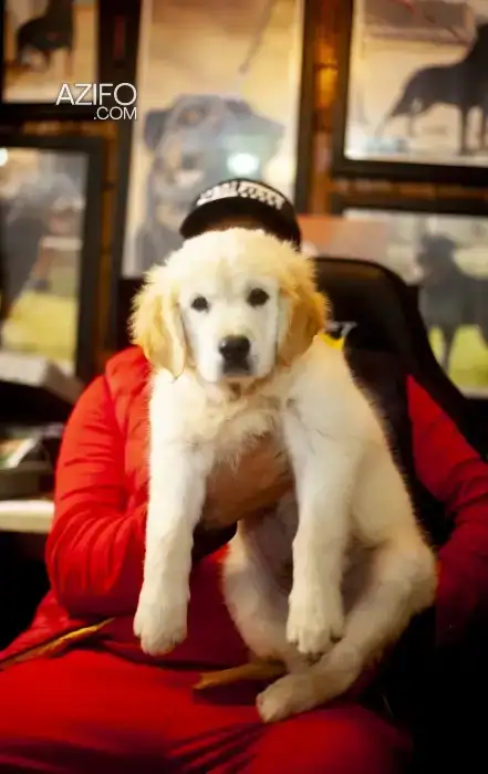 Portée de Chiots Golden Retriever in الدار البيضاء, MOROCCO | Azifo