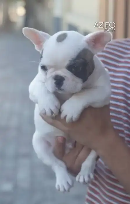 Portée de Chiots Bulldog Français in الدار البيضاء, MOROCCO | Azifo