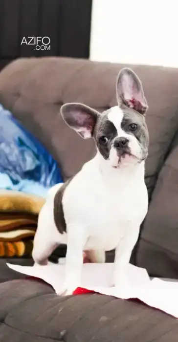 Portée de Chiots Bulldog Français in الدار البيضاء, MOROCCO | Azifo