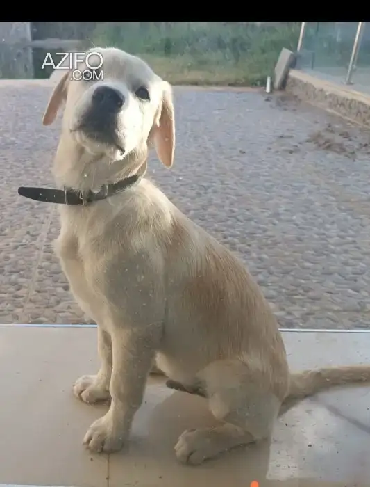 Chiot Labrador Retriever Sablé de 5 mois in Rabat, MOROCCO | Azifo