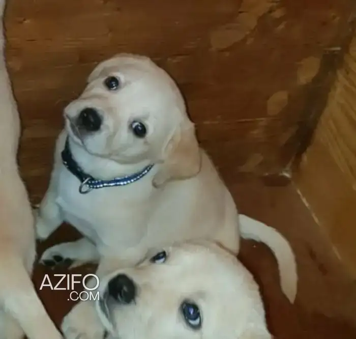 Chiot Femelle Labrador Retriever de 70 jours in Rabat, MOROCCO | Azifo