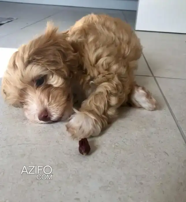 Portée de Chiots Maltipoo (Croisé Bichon et Caniche) in Sefrou, MOROCCO | Azifo