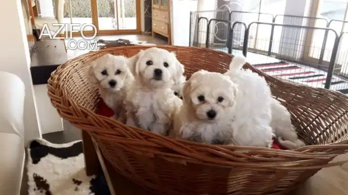 Portée de Chiots Bichon Maltais in Casablanca, MOROCCO | Azifo