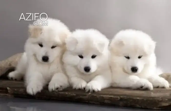Chiot Samoyède de 6 mois in Casablanca, MOROCCO | Azifo