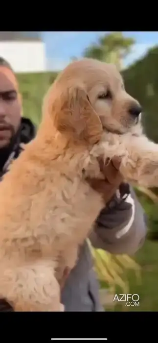 Portée de Chiots Golden Retriever in Casablanca, MOROCCO | Azifo
