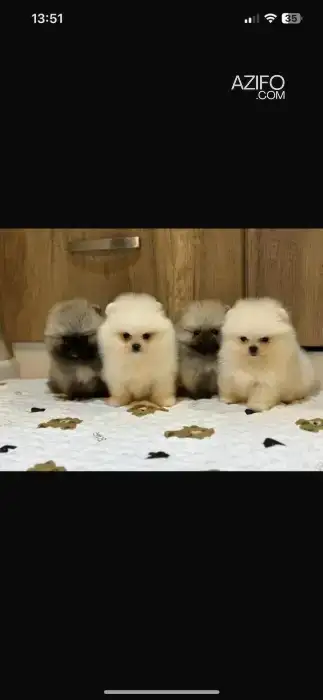Portée de Chiots Spitz Poméranien (Loulou de Poméranie) in Casablanca, MOROCCO | Azifo