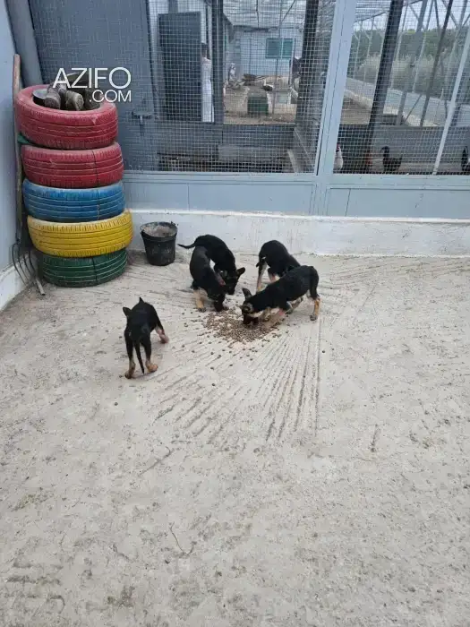 Portée de Chiots Berger Allemand in الدار البيضاء, MOROCCO | Azifo