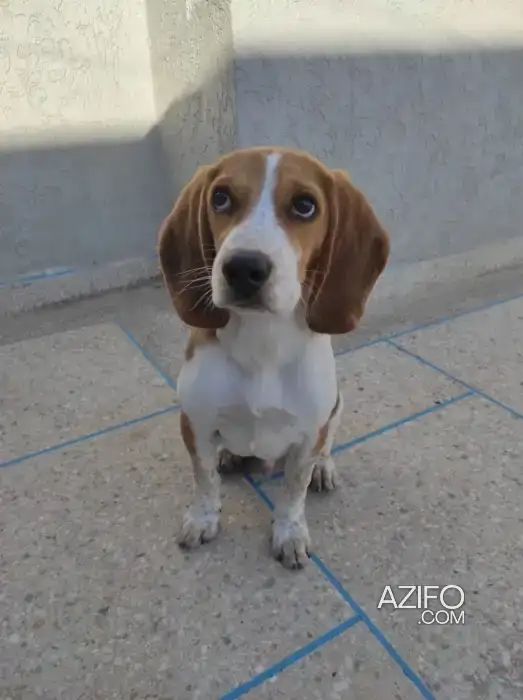 Chiot Mâle Beagle in الرباط, MOROCCO | Azifo