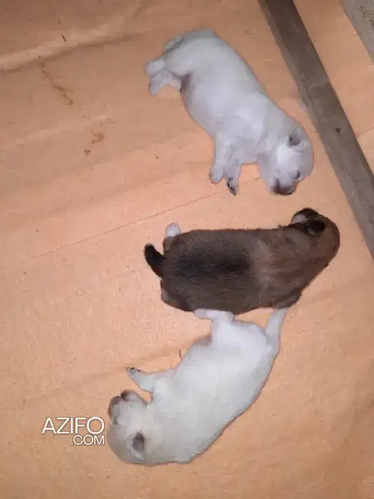 Chien Mâle Spitz Poméranien (Loulou de Poméranie) in الرباط, MOROCCO | Azifo