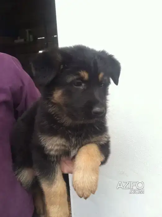 Portée de Chiots Berger Allemand in الدار البيضاء, MOROCCO | Azifo