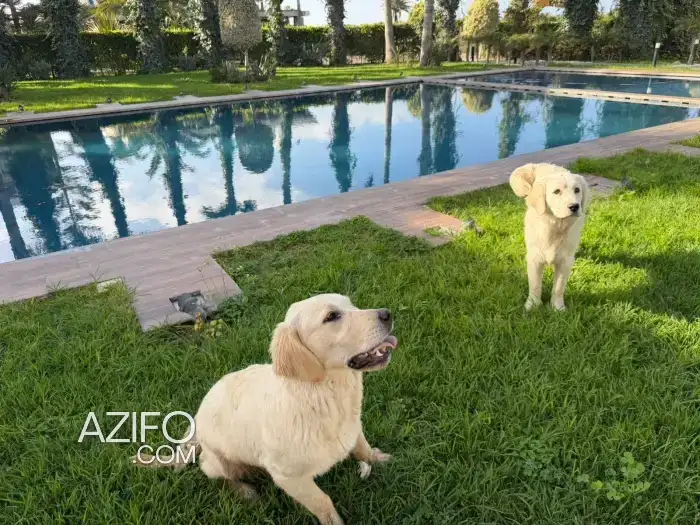 Adoption : Chiot Femelle Golden Retriever Sablé de 10 mois in الرباط, MOROCCO | Azifo