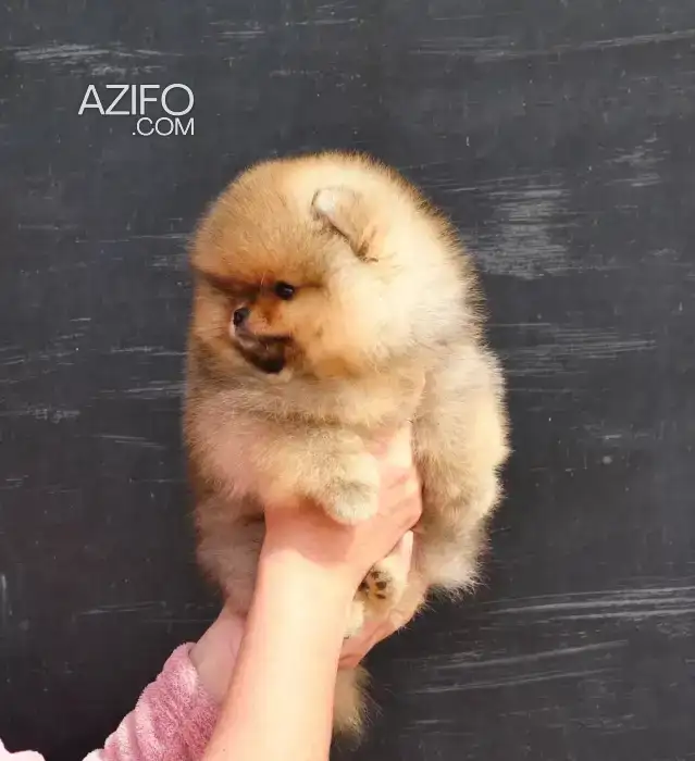 Chiot Spitz in الدار البيضاء, MOROCCO | Azifo