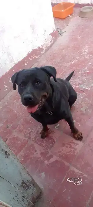 Chiot Femelle Rottweiler de 11mois in الدار البيضاء, MOROCCO | Azifo