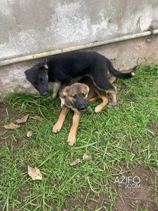Adoption : Chiot Femelle Berger Allemand de 3 mois in الدار البيضاء, MOROCCO | Azifo