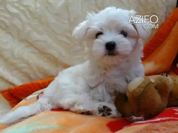 Chien Caniche in أرفود, MOROCCO | Azifo