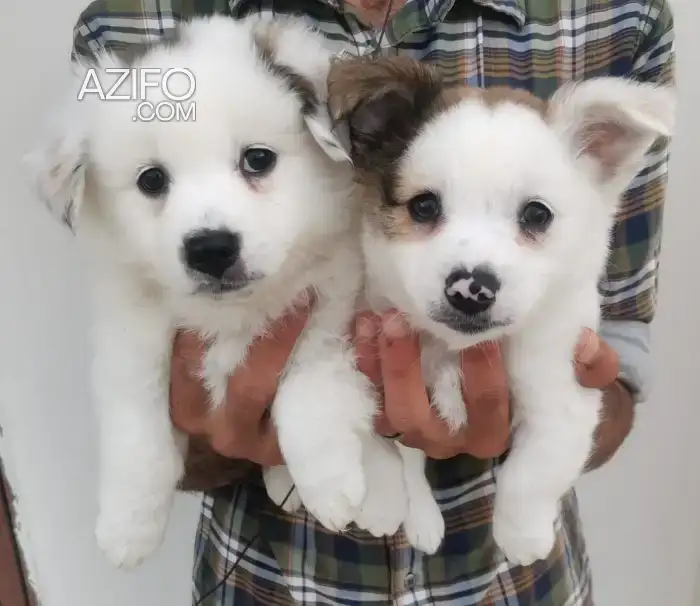 Portée de Chiots Croisé Jack Russell et Spitz de 50 jours in Rabat, MOROCCO | Azifo