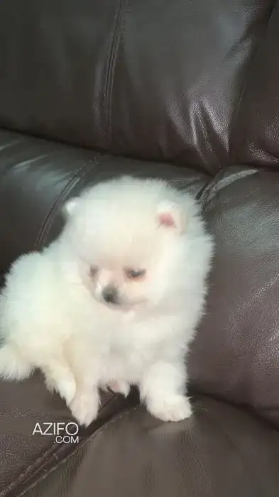 Portée de Chiots Spitz in Casablanca, MOROCCO | Azifo