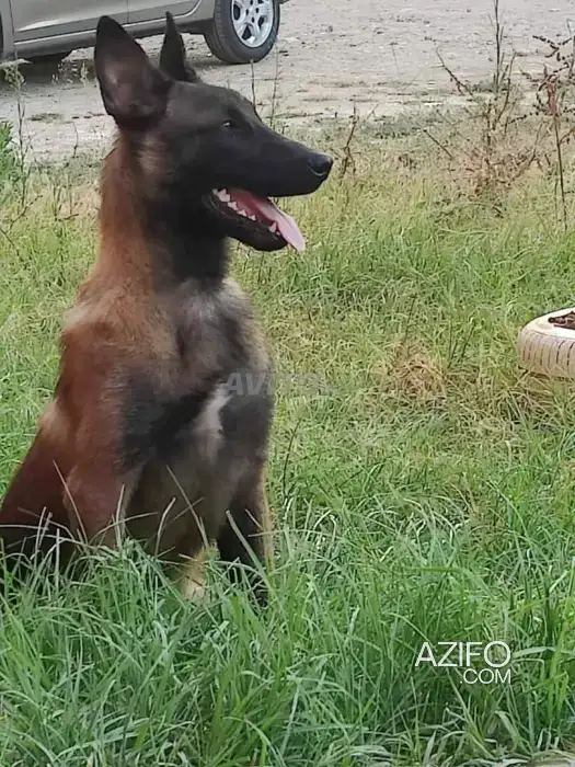 Chiot Femelle Berger Malinois de 7 mois in Beni Mellal, MOROCCO | Azifo
