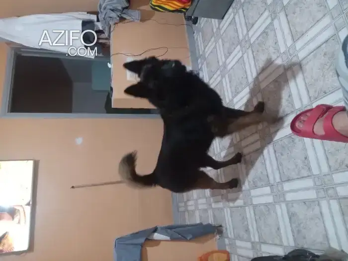 Chien Berger Belge Retriever in Temara, MOROCCO | Azifo