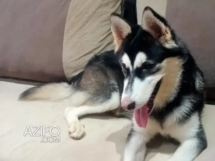 كلبة husky chienne أنثى أصيل للبيع in Fes, MOROCCO | Azifo