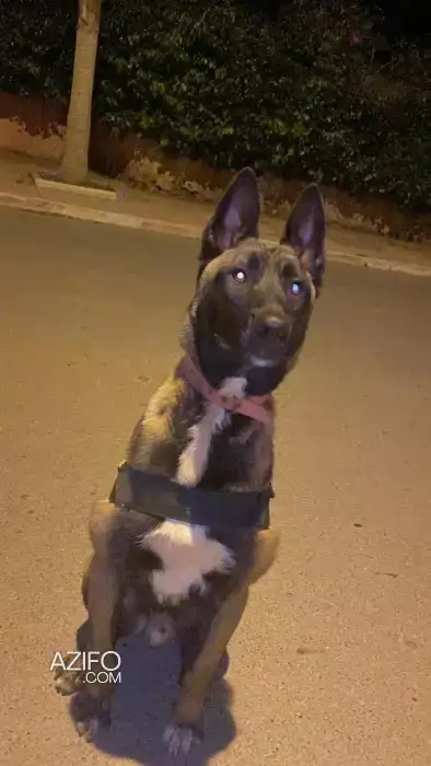 Malinois charbonner مالينوا شاربوني in Agadir, MOROCCO | Azifo