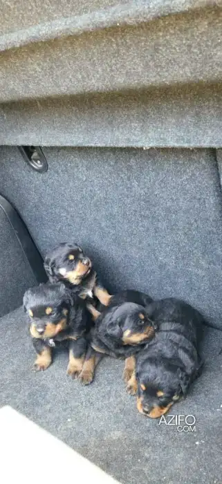 Portée de Chiots Rottweiler de 2 mois in Casablanca, MOROCCO | Azifo
