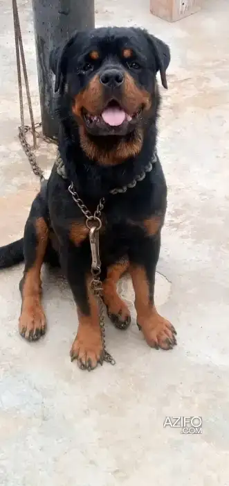 Chien Mâle Rottweiler in Marrakech, MOROCCO | Azifo