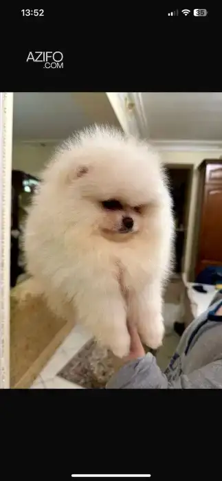 Portée de Chiots Spitz Poméranien (Loulou de Poméranie) in Casablanca, MOROCCO | Azifo