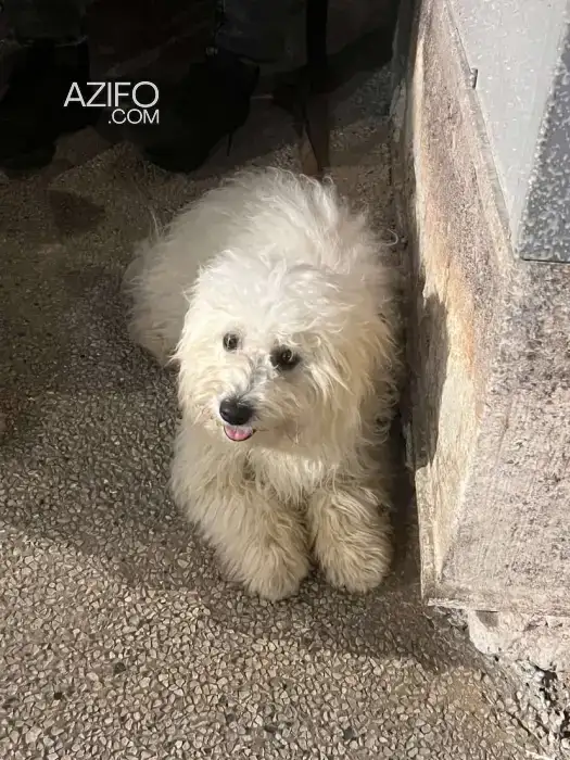 Chiot Femelle Bichon Maltais de 8 mois in Temara, MOROCCO | Azifo