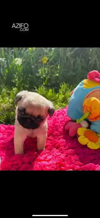 Portée de Chiots Carlin (Pug) in الدار البيضاء, MOROCCO | Azifo