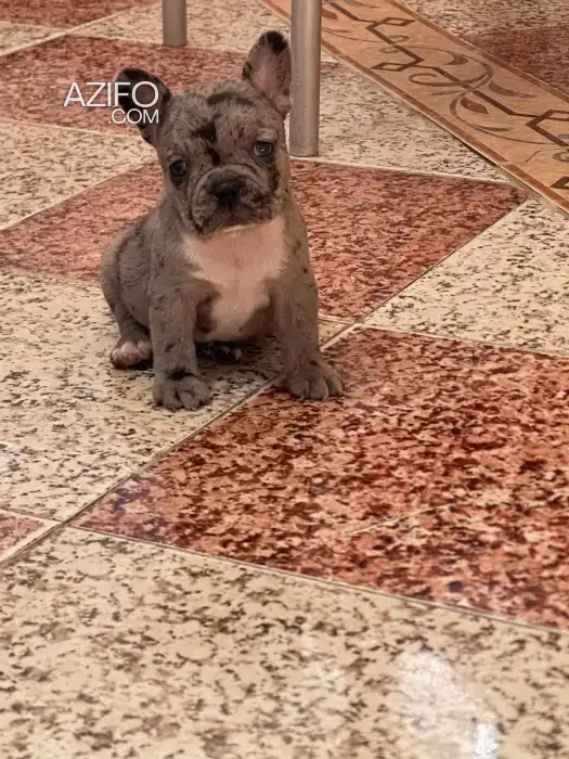 Portée de Chiots Bulldog Français Exotique in الدار البيضاء, MOROCCO | Azifo