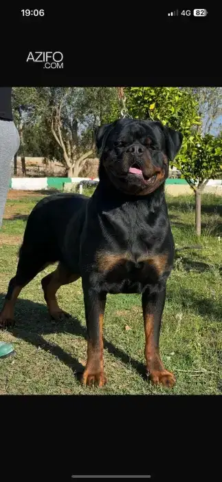 Portée de Chiots Rottweiler in الدار البيضاء, MOROCCO | Azifo