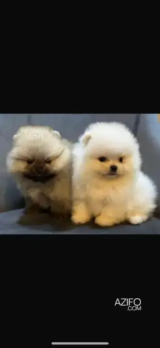 Portée de Chiots Spitz Poméranien (Loulou de Poméranie) in الدار البيضاء, MOROCCO | Azifo