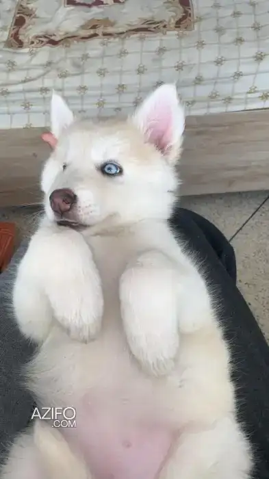 Chiot Femelle Berger Blanc Suisse de 5 mois in Rabat, MOROCCO | Azifo