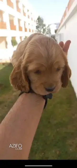 Portée de Chiots Cocker Anglais in الدار البيضاء, MOROCCO | Azifo